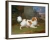 A Blenheim Spaniel-William Webb-Framed Giclee Print