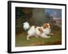 A Blenheim Spaniel-William Webb-Framed Giclee Print