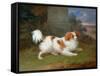 A Blenheim Spaniel-William Webb-Framed Stretched Canvas