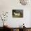 A Blenheim Spaniel-William Webb-Stretched Canvas displayed on a wall