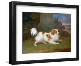 A Blenheim Spaniel-William Webb-Framed Premium Giclee Print