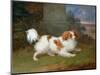 A Blenheim Spaniel-William Webb-Mounted Premium Giclee Print