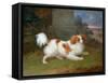 A Blenheim Spaniel-William Webb-Framed Stretched Canvas