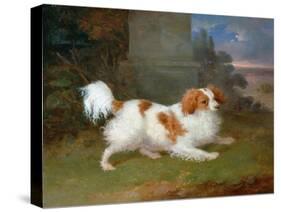 A Blenheim Spaniel-William Webb-Stretched Canvas