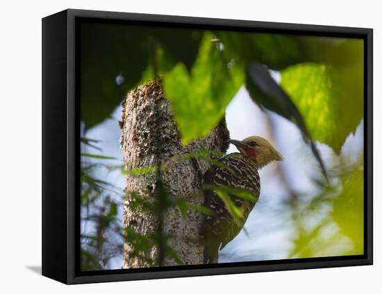 A Blond-Crested Woodpecker, Celeus Flavescens, Pecks a Tree by Iguazu Falls-Alex Saberi-Framed Stretched Canvas