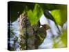 A Blond-Crested Woodpecker, Celeus Flavescens, Pecks a Tree by Iguazu Falls-Alex Saberi-Stretched Canvas