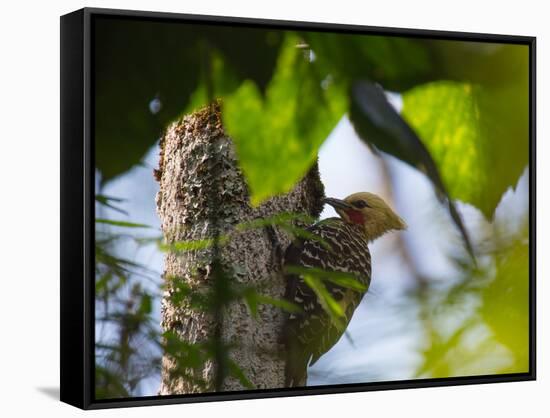 A Blond-Crested Woodpecker, Celeus Flavescens, Pecks a Tree by Iguazu Falls-Alex Saberi-Framed Stretched Canvas