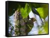 A Blond-Crested Woodpecker, Celeus Flavescens, Pecks a Tree by Iguazu Falls-Alex Saberi-Framed Stretched Canvas