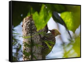 A Blond-Crested Woodpecker, Celeus Flavescens, Pecks a Tree by Iguazu Falls-Alex Saberi-Framed Stretched Canvas