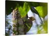 A Blond-Crested Woodpecker, Celeus Flavescens, Pecks a Tree by Iguazu Falls-Alex Saberi-Stretched Canvas