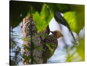 A Blond-Crested Woodpecker, Celeus Flavescens, Pecks a Tree by Iguazu Falls-Alex Saberi-Stretched Canvas