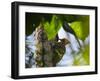 A Blond-Crested Woodpecker, Celeus Flavescens, Pecks a Tree by Iguazu Falls-Alex Saberi-Framed Premium Photographic Print