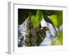 A Blond-Crested Woodpecker, Celeus Flavescens, Pecks a Tree by Iguazu Falls-Alex Saberi-Framed Premium Photographic Print