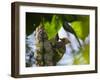 A Blond-Crested Woodpecker, Celeus Flavescens, Pecks a Tree by Iguazu Falls-Alex Saberi-Framed Photographic Print