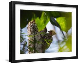 A Blond-Crested Woodpecker, Celeus Flavescens, Pecks a Tree by Iguazu Falls-Alex Saberi-Framed Photographic Print