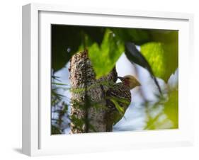 A Blond-Crested Woodpecker, Celeus Flavescens, Pecks a Tree by Iguazu Falls-Alex Saberi-Framed Photographic Print