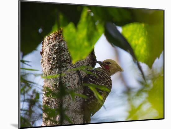 A Blond-Crested Woodpecker, Celeus Flavescens, Pecks a Tree by Iguazu Falls-Alex Saberi-Mounted Photographic Print