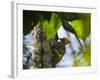 A Blond-Crested Woodpecker, Celeus Flavescens, Pecks a Tree by Iguazu Falls-Alex Saberi-Framed Photographic Print