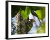 A Blond-Crested Woodpecker, Celeus Flavescens, Pecks a Tree by Iguazu Falls-Alex Saberi-Framed Photographic Print