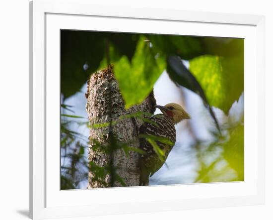 A Blond-Crested Woodpecker, Celeus Flavescens, Pecks a Tree by Iguazu Falls-Alex Saberi-Framed Photographic Print