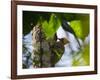 A Blond-Crested Woodpecker, Celeus Flavescens, Pecks a Tree by Iguazu Falls-Alex Saberi-Framed Photographic Print