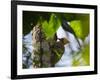 A Blond-Crested Woodpecker, Celeus Flavescens, Pecks a Tree by Iguazu Falls-Alex Saberi-Framed Photographic Print