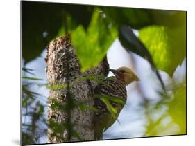 A Blond-Crested Woodpecker, Celeus Flavescens, Pecks a Tree by Iguazu Falls-Alex Saberi-Mounted Photographic Print