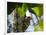 A Blond-Crested Woodpecker, Celeus Flavescens, Pecks a Tree by Iguazu Falls-Alex Saberi-Framed Photographic Print