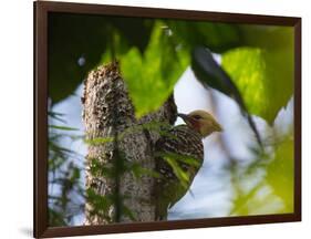 A Blond-Crested Woodpecker, Celeus Flavescens, Pecks a Tree by Iguazu Falls-Alex Saberi-Framed Photographic Print