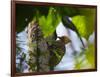 A Blond-Crested Woodpecker, Celeus Flavescens, Pecks a Tree by Iguazu Falls-Alex Saberi-Framed Photographic Print