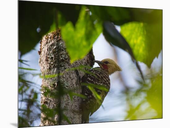 A Blond-Crested Woodpecker, Celeus Flavescens, Pecks a Tree by Iguazu Falls-Alex Saberi-Mounted Photographic Print