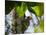 A Blond-Crested Woodpecker, Celeus Flavescens, Pecks a Tree by Iguazu Falls-Alex Saberi-Mounted Photographic Print