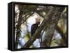 A Blond-Crested Woodpecker, Celeus Flavescens, Sits in a Tree at Sunset in Ibirapuera Park-Alex Saberi-Framed Stretched Canvas