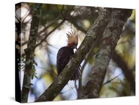 A Blond-Crested Woodpecker, Celeus Flavescens, Sits in a Tree at Sunset in Ibirapuera Park-Alex Saberi-Stretched Canvas