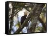 A Blond-Crested Woodpecker, Celeus Flavescens, Sits in a Tree at Sunset in Ibirapuera Park-Alex Saberi-Framed Stretched Canvas