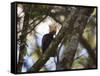 A Blond-Crested Woodpecker, Celeus Flavescens, Sits in a Tree at Sunset in Ibirapuera Park-Alex Saberi-Framed Stretched Canvas