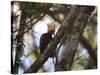 A Blond-Crested Woodpecker, Celeus Flavescens, Sits in a Tree at Sunset in Ibirapuera Park-Alex Saberi-Stretched Canvas