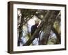 A Blond-Crested Woodpecker, Celeus Flavescens, Sits in a Tree at Sunset in Ibirapuera Park-Alex Saberi-Framed Photographic Print