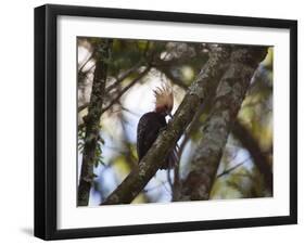 A Blond-Crested Woodpecker, Celeus Flavescens, Sits in a Tree at Sunset in Ibirapuera Park-Alex Saberi-Framed Photographic Print