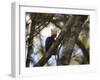 A Blond-Crested Woodpecker, Celeus Flavescens, Sits in a Tree at Sunset in Ibirapuera Park-Alex Saberi-Framed Photographic Print