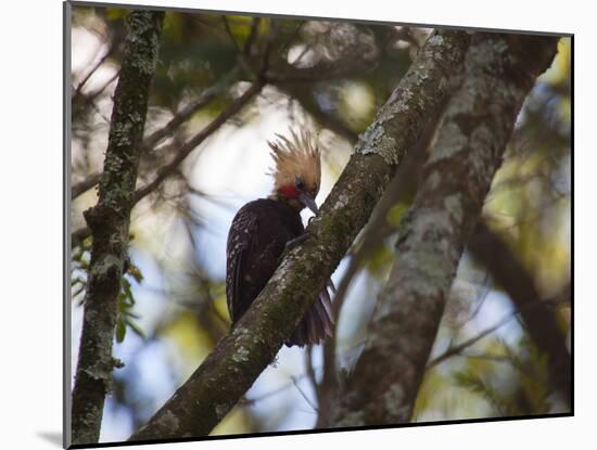 A Blond-Crested Woodpecker, Celeus Flavescens, Sits in a Tree at Sunset in Ibirapuera Park-Alex Saberi-Mounted Photographic Print