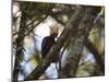 A Blond-Crested Woodpecker, Celeus Flavescens, Sits in a Tree at Sunset in Ibirapuera Park-Alex Saberi-Mounted Photographic Print