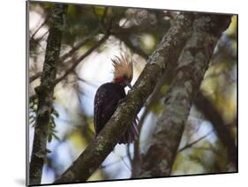 A Blond-Crested Woodpecker, Celeus Flavescens, Sits in a Tree at Sunset in Ibirapuera Park-Alex Saberi-Mounted Photographic Print