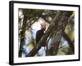 A Blond-Crested Woodpecker, Celeus Flavescens, Sits in a Tree at Sunset in Ibirapuera Park-Alex Saberi-Framed Photographic Print