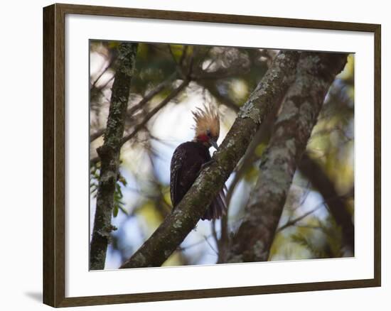 A Blond-Crested Woodpecker, Celeus Flavescens, Sits in a Tree at Sunset in Ibirapuera Park-Alex Saberi-Framed Photographic Print