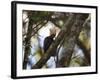 A Blond-Crested Woodpecker, Celeus Flavescens, Sits in a Tree at Sunset in Ibirapuera Park-Alex Saberi-Framed Photographic Print