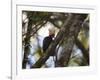 A Blond-Crested Woodpecker, Celeus Flavescens, Sits in a Tree at Sunset in Ibirapuera Park-Alex Saberi-Framed Photographic Print