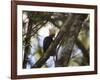 A Blond-Crested Woodpecker, Celeus Flavescens, Sits in a Tree at Sunset in Ibirapuera Park-Alex Saberi-Framed Photographic Print