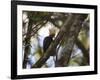 A Blond-Crested Woodpecker, Celeus Flavescens, Sits in a Tree at Sunset in Ibirapuera Park-Alex Saberi-Framed Photographic Print