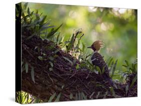 A Blond-Crested Woodpecker, Celeus Flavescens, Sits on a Branch at Sunset in Ibirapuera Park-Alex Saberi-Stretched Canvas